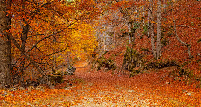 Nice autumnal scene in the forest
