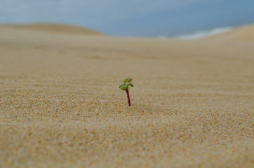 plant growing through sand