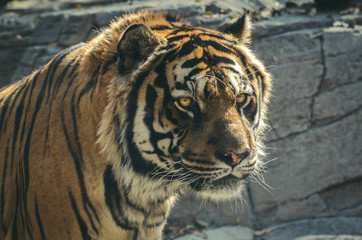 tigre
