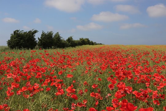 Mohn Blumen Feld © Lars Gieger