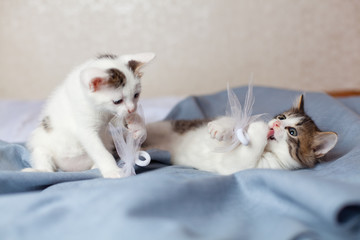 два маленьких котенка играют с бантиками, бабочками на сером сукне 