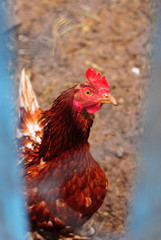 Red hen looks in your eyes