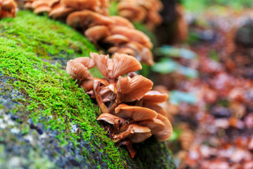 Beautiful forest mushrooms and moss on tree trunk.