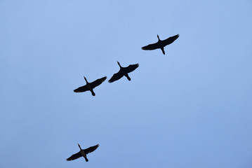 Migratory birds in the blue sky