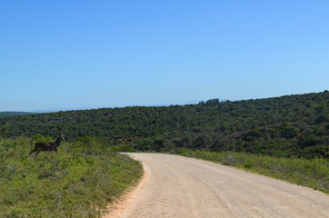 Fototapeta na wymiar Kudu runs across the road in Addo park, South Africa