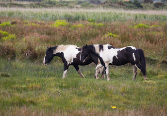 Naklejka na ściany i meble Pair of Dark Brown and White Horses Grazing in Meadow