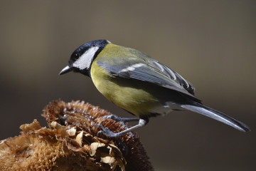 Obraz premium cinciallegra