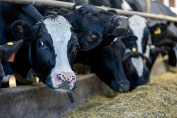 Cows eat in cowshed on dairy farm, close-up.