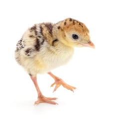 Chicken turkey isolated.