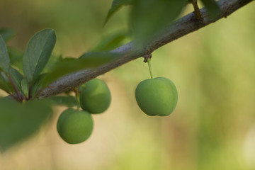 Green Plums on the tree
