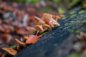 Beautiful forest mushrooms and moss on tree trunk.