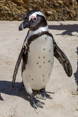 Fototapeta premium A Penguin at Boulders Beach, South Africa