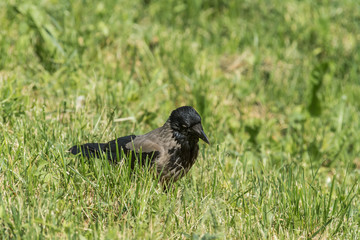 jackdaw bird with open beak goes on the lawn