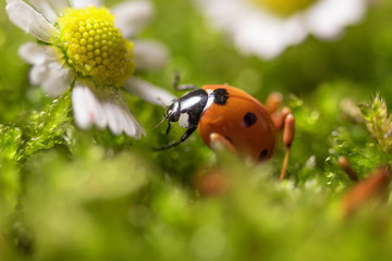 Ladybird on chamomile flowers close-up.