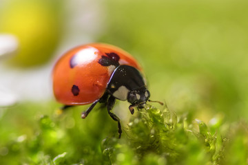 Ladybird on chamomile flowers close-up.