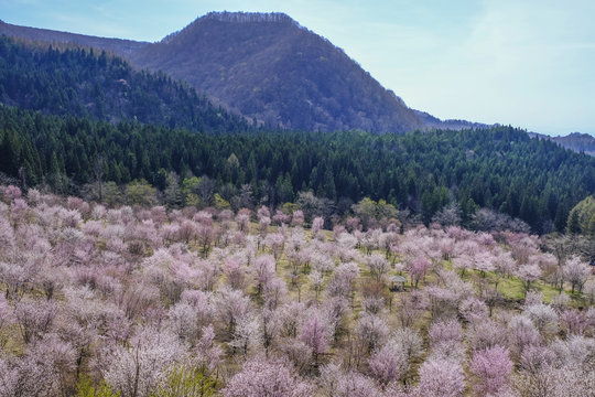 桜峠の桜群