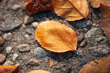 Dried, brown leaves lay on the ground on a fall afternoon.