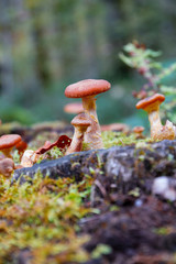 Beautiful forest mushrooms and moss on tree trunk.