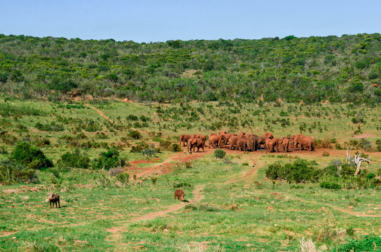 Group of elepants, 2 warthog in the foreground, landscape, Addo park, south africa