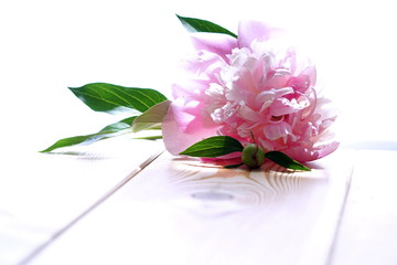 White and pink peonies on a wooden table. Mother's day greeting card.