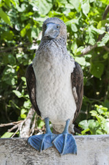 Blue-footed booby, Sula nebouxii / Blue-footed booby are standing on a wooden board, Ecuador.