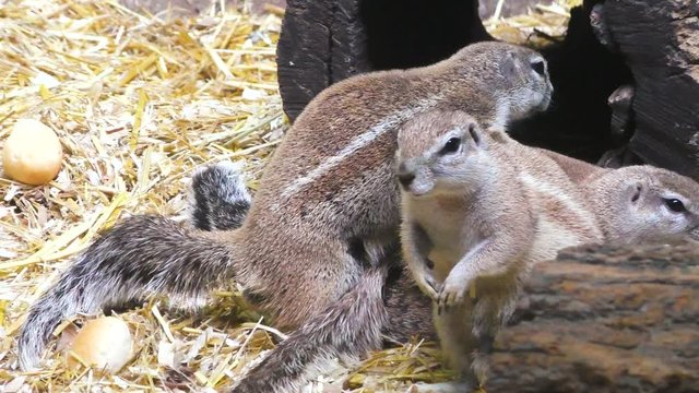 Family of gray squirrels in nature, close-up.