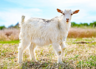 Young cute little goat on the pasture