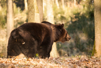 Eurasian brown bear walk in forest - Ursus arctos