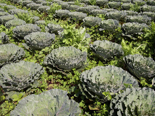 Rows of Growing Cabbage
