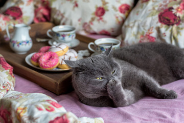 Gray cat and breakfast with coffee in bed