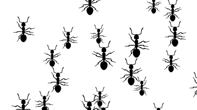 Invasion of hordes of ants. Crowd of creepy insects runs on a white background, black silhouettes fill the screen and turn into a black backdrop, 3D animation.