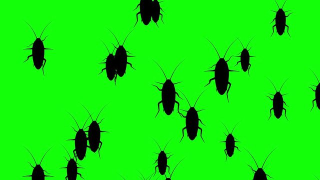 Invasion of hordes of cockroaches. Crowd of creepy insects runs on green chroma key, black silhouettes fill the screen and turn into a black backdrop, 3D animation.