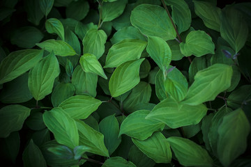 Background made of fresh green leaves. Green dynamic backdrop.