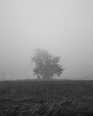 Obraz premium tree (hd)