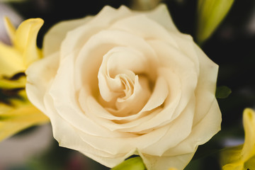 white rose