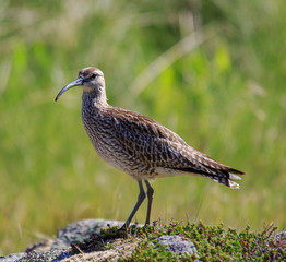 Wild Birds In The Wilderness HD