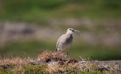 Obraz premium Wild Birds In The Wilderness HD