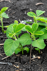 Soybean flowers on soy plant. Green growing flowering soybeans. Agricultural soy plantation background. Young soybean plants with tiny flowers on cultivated soybean field