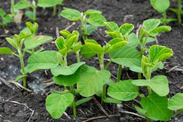 Soybean flowers on soy plant. Green growing flowering soybeans. Agricultural soy plantation background. Young soybean plants with tiny flowers on cultivated soybean field