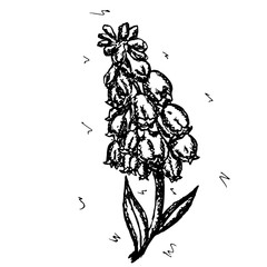 Naklejka premium Sketch vector graphics with floral pattern for design. Flower Muscari armeniacum natural design.