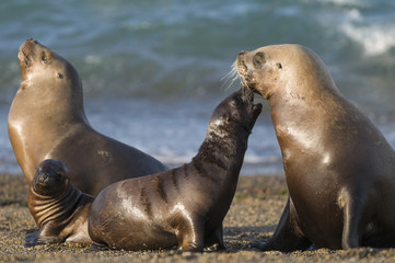 Obraz premium Matka i dziecko lew morski, Patagonia