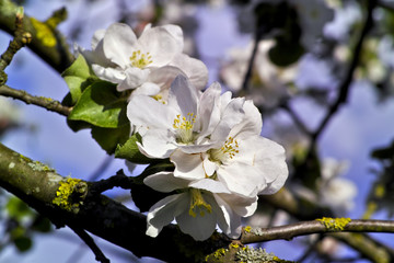 Apfelbaumblüte (Malus domestica) im Frühling, Bayern, Deutschland