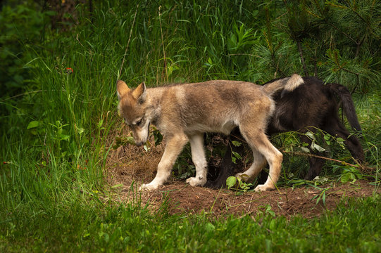 Grey Wolf Pups (Canis lupus) Walik Left