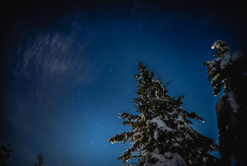 Naklejka premium galaxy in forest