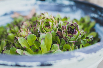 succulent