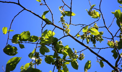 Twig of European white elm (Ulmus laevis) with fruits