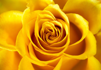 Close-up of a fresh open rose blossom, full frame
