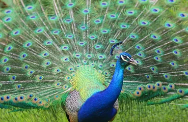 Deurstickers Peacock © jerzy