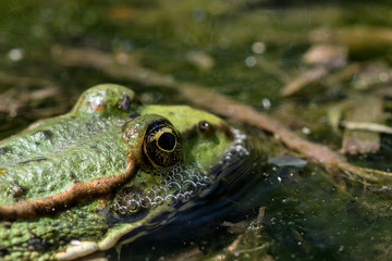 frog macro