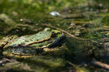 frog